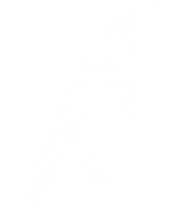 muscle and joint flexibility